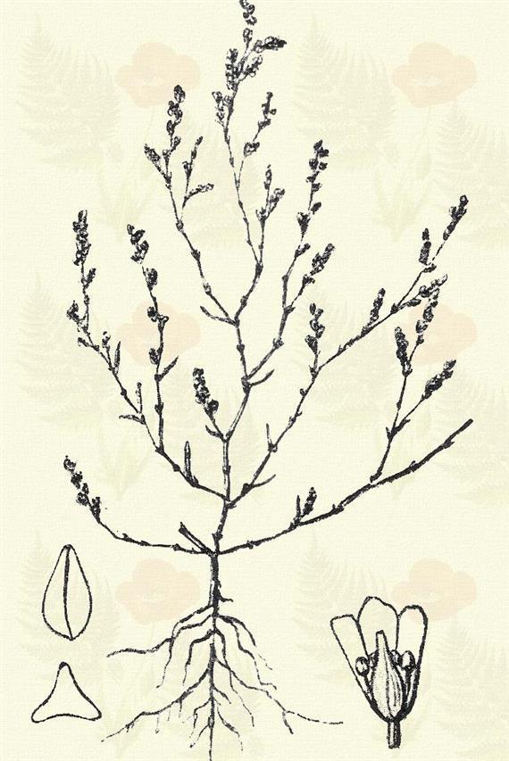 Közönséges pohánka. Fagopyrum sagittatum Gilib. (Hajdina, haricska vagy hariska, kruppa, tatár búza, tatárka.