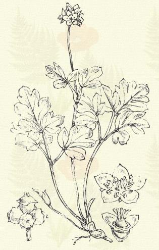 Közönséges pézsmaboglár. Adoxa moschatellina L. (Békaboglár, békavirág, koczkagyöngy. Term. r.: Pézsmaboglárfélék. Adoxaceae.) Évelő. 8 12 cm. Tőkéje pikkelyes.