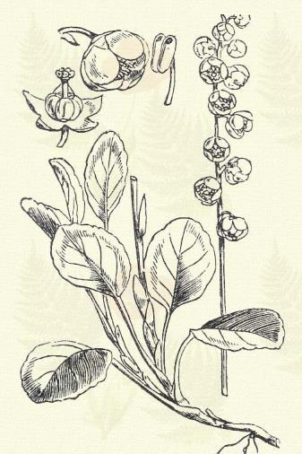 Mocsári molyűző. Ledum palustre L. (Rozsdáska, rozsdabura, rozsda vagy vízi rozmaring, tetűfa, bűzhanga. Term. r.: Hangafélék. Ericaceae.) 26. t. 4. k. Cserje. 60 180 cm.