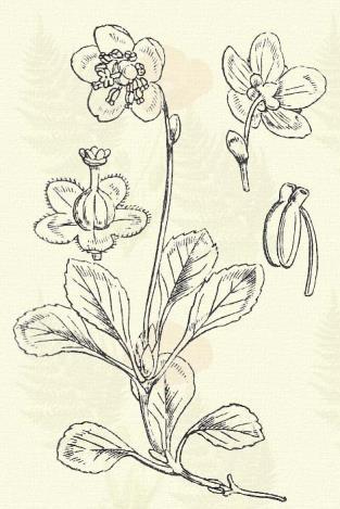 Gyöngyvirágos körtike. Pirola secunda L. (Soros körtöke. Ramischia secunda (L.) Garcke. Term. r.: Körtikefélék. Pirolaceae.) Évelő. 10 15 cm. Szára közepéig leveles.