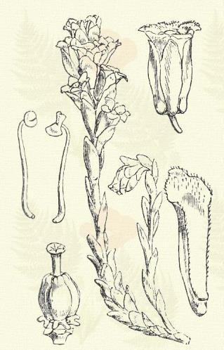 B) A párta forrtszirmú. Havasi tőzeg-rozmaring. Andromeda polifolia L. (Fattyú rozsdafa, láplány, szerecs, vad rozmaring. Term. r.: Hangafélék. Ericaceae.) Cserje. 15 30 cm.