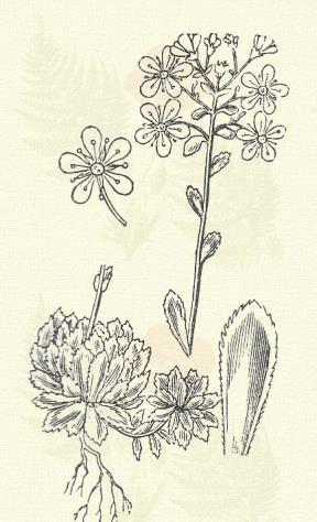 Fedelékes kőrontó. Saxifraga oppositifolia L. (Term. r.: Kőrontófélék. Saxifragaceae.) Évelő. 10 20 cm. Töve lazán gyepes; szára fonalszerű, igen ágas, lecsepült és gyökerező.