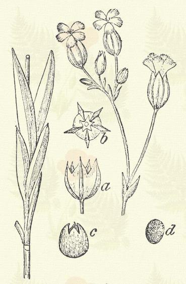 Aszott szegfű. Dianthus prolifer L. (Aszúszegfű. Kohlrauschia prolifer (L.) Kunth. Term. r.: Szegfűfélék. Caryophyllaceae.) Egyéves. 15 30 cm. Merev szára merőleges, alig ágas, kevéslevelű.