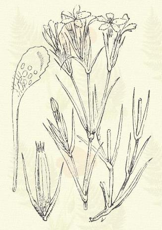 Barát szegfű. Dianthus Carthusianorum L. (Fecskevirág, hárominú szegfű, kecskefű, német szegfű, nyílszegfű. Term. r.: Szegfűfélék. Caryophyllaceae.) 27. t. 3. k. Évelő. 15 50 cm.