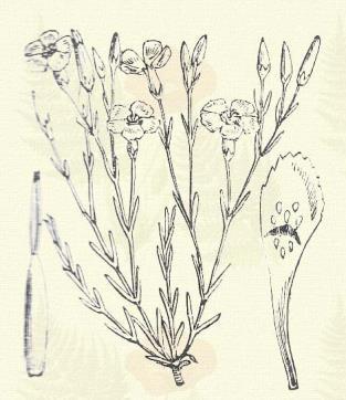 Klárisos szegfű. Dianthus deltoides L. (Mezei szegfű. Term. r.: Szegfűfélék. Caryophyllaceae.) Évelő. 15 40 cm. Töve gyepes.