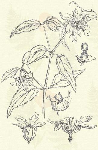 Más honi fajok: G. arenaria W. et K., fastigiata L., petraea Baumg., repens L. Egynyári szikárka. Scleranthus annuus L. (Sziklár. Term. r.: Szegfűfélék. Caryophyllaceae.) 27. t. 6. k. Egyéves.