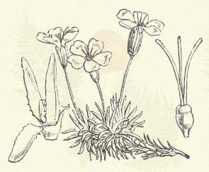 Hólyagos sziléne. Silene venosa Gilib. (Délczike, vad szappanfű, szunyogvirág. S. inflata Sm., Cucubalus Behen L. Term. r.: Szegfűfélék. Caryophyllaceae.