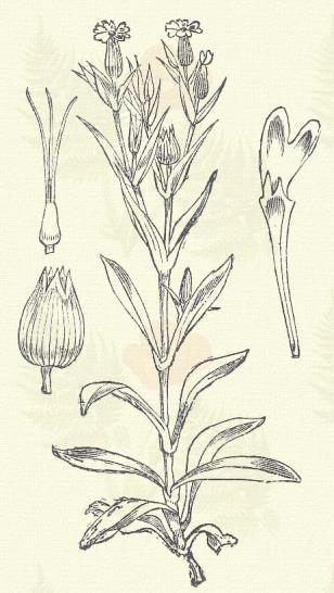 (Kúpos sziléne. Term. r.: Szegfűfélék. Caryophyllaceae.) Egyéves. 10 40 cm. Levelei keskenylándsásak. Virágában porzó és termő együtt van.
