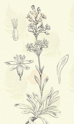 Fodrosszirmú sziléne. Silene Otites (L.) Sm. (Term. r.: Szegfűfélék. Caryophyllaceae.) Évelő. 20 60 cm.