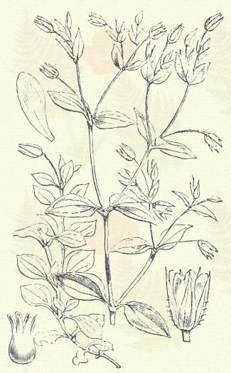 Mohos csitri. Moehringia muscosa L. (Term. r.: Szegfűfélék. Caryophyllaceae.) Évelő. 10 20 cm. Levele igen keskeny, fonalszerű, kopasz, legfeljebb töve felé kissé szőrös. Virágzata kevés virágú.