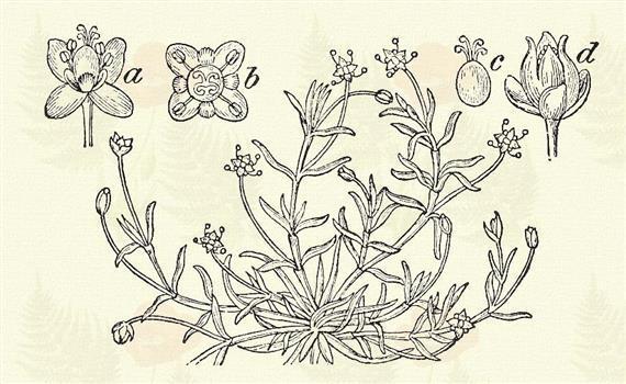 Ide sorolható az Adoxa (VIII. o. 4. r.). 5. rend: Ötbibeszálúak. Pentagynia. Heverő szagyán. Sagina procumbens L. (Apróhúr. Term. r.: Szegfűfélék. Caryophyllaceae.) Évelő. 5 15 cm.