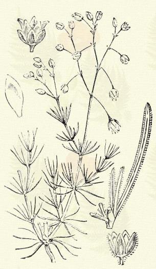 Parlagi madárhúr. Cerastium arvense L. (Term. r.: Szegfűfélék. Caryophyllaceae.) 28. t. 2. k. Évelő. 10 20 cm. Töve sűrűn ágas. Szára lecsepűlt, csomói gyökerezők.
