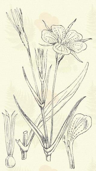 Vetési konkoly. Agrostemma Githago L. (Szelid konkoly, vadócz. Githago segetum Desf. Term. r.: Szegfűfélék. Caryophyllaceae.) Egyéves. 50 100 cm.