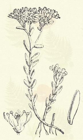 Sedum Fabaria Koch. (Bablevelű fű, bablevelű szaka, kövérfű, szerelem taplója, varjubab. Sedum Telephium Auct. Hung. Term. r.: Varjuhájfélék. Crassulaceae.) 29. t. 1. k. Évelő. 15 60 cm.