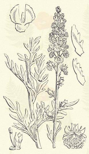 Fogas rezeda. Reseda luteola L. (Gyíkfű, Isten korbácsa, korbácsfű, sárgás vagy sárgán festő fű, torokgyíkfű, vad záté. Term. r.: Rezedafélék. Resedaceae.) Kétéves. 50 100 cm. Szára merev, merőleges.