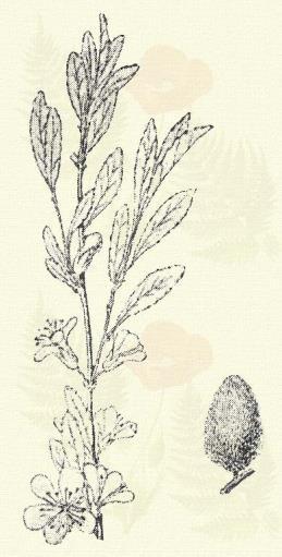 Sempervivum montanum L. (Term. r.: Varjúhájfélék. Crassulaceae.) Évelő. 8 15 cm. Az előbbihez hasonló, de kisebb.