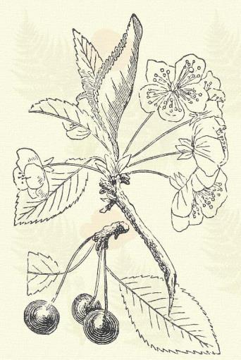 Prunzus avium L. (Cerasus avium (L.) Moench., C. dulcis G. M. Sch. Term. r.: Rózsafélék. Rosaceae.) Fa. 6 15 m. Levelei hosszúkás viszszás tojásalakúak; kihegyezettek, durván fűrészesek.