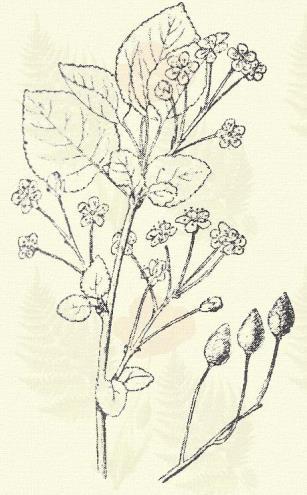 Prunus Mahaleb L. (Bádeni, török vagy törpe meggy. Term. r.: Rózsafélék. Rosaceae.) Cserje. Fa. 2 6 m. A levelek nyele nem mirigyes.