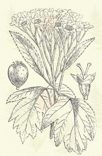 vidékenként olyan, a melynek a gyümölcse édes és kitünő, sajátságos zamatú. Mindig kicsiny, legfeljebb diónagyságú. 4 5. Veres berkenye. Sorbus aucuparia L.
