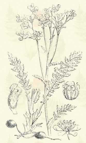 Cydonia vulgaris Pers. (Birskörtvély, birsalma, bűzös alma. Pyrus Cydonia, L. Term. r.: Rózsafélék. Rosaceae.) 32. t. 3. k. Fa. 3 5. m. Levele tojásalakú, vagy kerűlékes, visszáján molyhos.