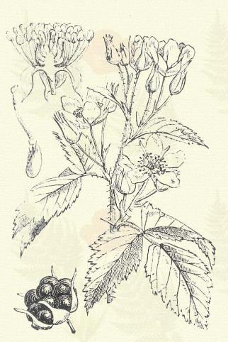 Más honi fajok: R. adenophora Kit., agrestis Savi, alba L., arveosis Huds., caryophyllacea Bess., coriifolia Fries, dimorpha Bess. (subglobosa Sm.); dumalis Bechst., dumetorum Thuill.
