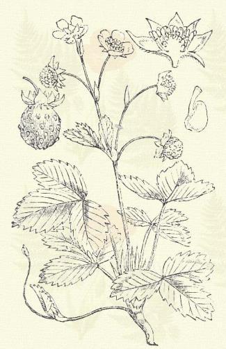 Waldsteinia trifolia Roch. (Term. r.: Rózsafélék. Rosaceae.) 65. t. 5. k. Évelő. 10 18 cm. Levelei hoszszúnyelűek ( 10 cm.), 3-levélkéjűek.