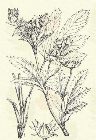 Liba pimpó. Potentilla anserina L. (Ezüstös vagy fehérhátú fű, isten abroszkája, lúdpázsit, pimponya, pipifű, vad varádics. Term. r.: Rózsafélék.