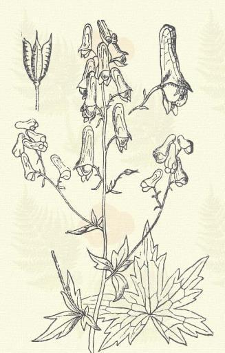 Aconitum Vulparia Rchb. (El- vagy visszaforduló szőlő, elfordult gyökerű fű, farkasgyökér, farkasszőlő, rókaölő sisakvirág. Term. r.: Boglárkafélék. Ranunculaceae.) Évelő. 50 100 cm.