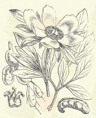 Keleti bazsarózsa. Paeonia tenuifolia L. (Term. r.: Boglárkafélék. Ranunculaceae.) Évelő. 30 60 cm. Levele finoman szabdalt, sallangjai rendszerint 1 mm. szélesek.