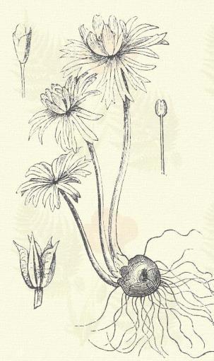 Eranthis hiemalis L. (Páponya, sziráj, téli hunyor, kikeleletnyitó, téltemető. Term. r.: Boglárkafélék. Ranunculaceae.) Évelő. 5 12 cm. Szára egyvirágú. Tőlevelei 7-osztatúak.