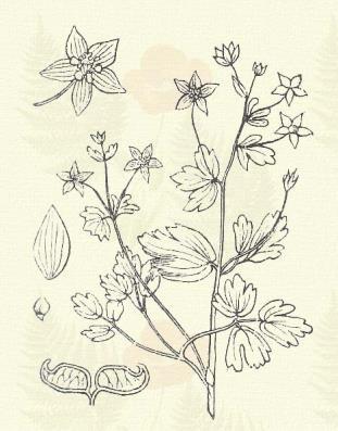 Érdekes de nálunk alig ültetett, kerti virág. 2 3. Czámolylevelű galambvirág. Isopyrum thalictroides L. (Galambfű, galamó, virnáncz. Term. r.: Boglárkafélék. Ranunculaceae.) Évelő. 15 30 cm.