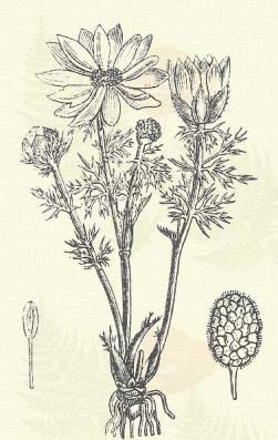 Más honi fajok: A. atrorubens (L.) Fritsch (autumnalis L.), flammea Jacq., hybrida Wolff., Walziana Simk., Wolgensis Stev. Sarlós boglárka. Ranunculus falcatus L.