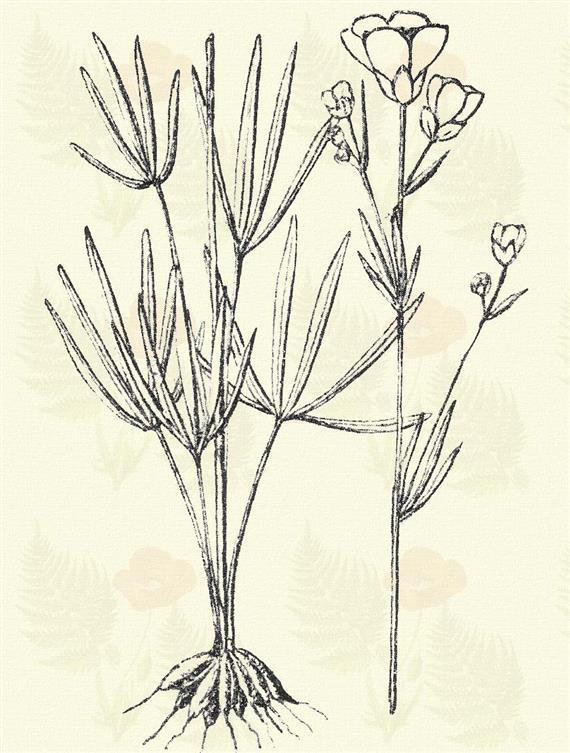 Változó boglárka. Ranunculus auricomus L. (Term. r.: Boglárkafélék. Ranunculaceae.) Évelő. 15 45 cm. Szárának a tövén nincsenek pikkelyek.