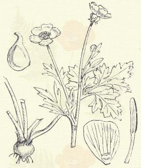 Ranunculus acer L. (Aranyka, égető boglárvirág, lángosfű, krajczárvirág, liba- vagy zsibavirág, réti béka virág, sömörfű. Term. r.: Boglárkafélék. Ranunculaceae.) 36. t. 2. k. Évelő. 30 100 cm.