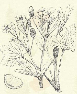 Vetési boglárka. Ranunculus arvensis L. (Ördögárpa. Term. r.: Boglárkafélék. Ranunculaceae.) Egyéves. Áttelelő egyéves. 20 60 cm. Szára ágas és szőrös. Levele sallangokra szeldelt.