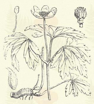 Bogláros kökörcsin. Anemone ranunculoides L. (Sárga húsvétvirág stb. Term. r.: Boglárkafélék. Ranunculaceae.) Évelő. 10 20 cm.