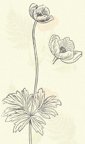 r.: Boglárkafélék. Ranunculaceae.) Évelő. 20 50 cm. Szára alúl elálló szőröktől borzas; felűl selymes.