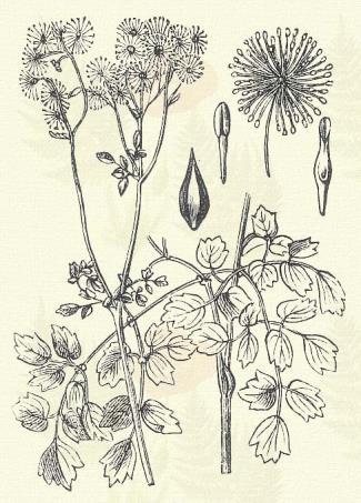 Thalictrum aquilegifolium L. (Galamólevelű virnácz. Term. r.: Boglárkafélék. Ranunculaceae.) Évelő. 60 120 cm. Levelei 2 3-szor szárnyasak.
