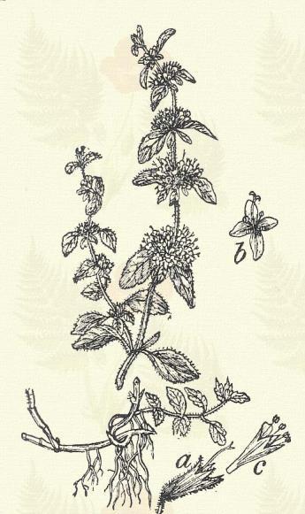 Alföldi kakukfű. Thymus Marschallianus Willd. (Balzsamfű, démutka, kakucskafű, kakuk démutka, mézfű, timián, tömjénfű, vad csombor. Term. r.: Ajakosak. Labiatae.) 37. t. 6. k. Évelő. 6 20 cm.