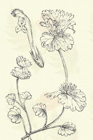 Bársonyos árvacsalán. Lamium amplexicaule L. (Bársony csalányka, holt csalány, kanafáj, szárölelő tátkanaf. Term. r.: Ajakosak. Labiatae.) Egyéves. Áttelelő egyéves. 10 30 cm.