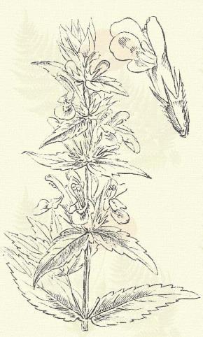 Más honi faj: S. nitens Jka. Fekete pesztercze. Ballota nigra L. (Bujdosó csalán, büdös peszercze vagy peszércze, vagy pöszercze, fekete pemetefű. Term. r.: Ajakosak. Labiatae.) 38. t. 8. k. Évelő.