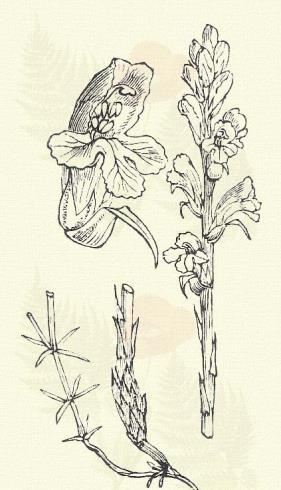 Lathraea squamaria L. (Alattomos fogacsán, pikkelyes farontó, rejtekvirág. Term. r.: Szádorfélék. Orobanchaceae.) 40. t. 1. k. Évelő. 8 25 cm.