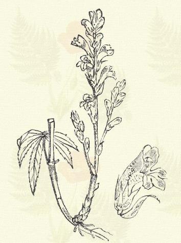 Posvány kakastaréj. Pedicularis palustris L. (Mocsári kajmacsor, vízi tetűfű. Term. r.: Tátogatók. Scrophulariaceae.) 40. t. 2. k. Kétéves. 5 35 cm. Szára tövétől ágas, pirosas és csöves.