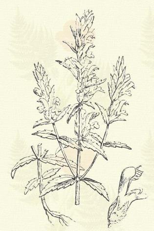Vetési fogfű. Odontites rubra Gilib. (Term. r.: Tátogatók. Scrophulariaceae.) Egyéves. 20 50 cm. Levelei szélesebb tőből kihegyesedők. Murvái a virágoknál hosszabbak.