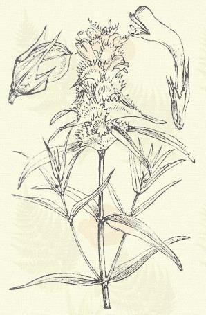) Rchb., verua (Bell.) Rchb. subsp. pratensis Wirtg. Tarajos csormolya. Melampyrum cristatum L. (Csermolya, csermulya, fintor. Term. r.: Tátogatók. Scrophulariaceae.) Egyéves. 15 30 cm.