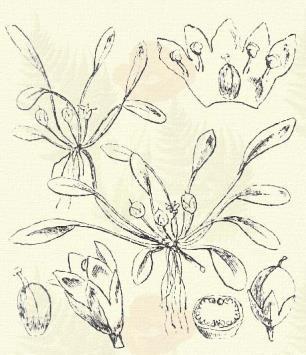 Más honi fajok: M. moravicum H. Br., saxosum Baumg. Kárpáti torokvirág. Tozzia carpatica Wo³osz. (Tozzia alpina Auct. Hung. Term. r.: Tátogatók. Scrophulariaceae.) Évelő. 15 50 cm.