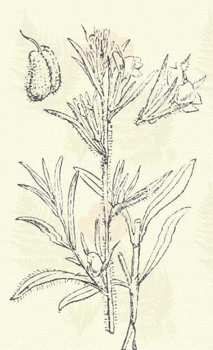 Antirrhinum Orontium L. (Gúnyás pintyő, gúrnyásorrú fű, kutyóka. Term. r.: Tátogatók. Scrophulariaceae.) Egyéves. 10 40 cm. Szára érdes, felül mirigyes. Levelei keskenyebbek mint az előző fajéi.