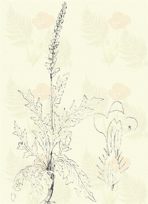 Közönséges vasfű. Verbena officinalis L. (Galamb- vagy galambóczfű, hímszaporafű, keserűfű, lakatfű, szaporafű, szentfű. Term. r.: Vasfűfélék. Verbenaceae.) Évelő. 30 80 cm.
