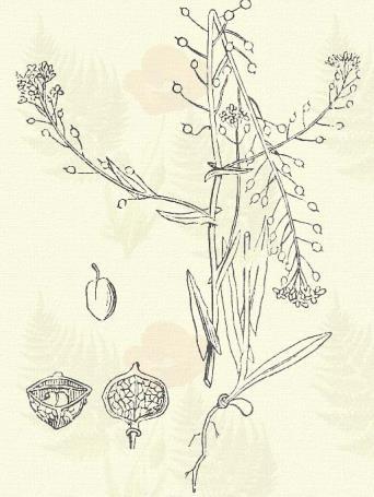 Neslia paniculata (L.) Desv. (Bugás homornyíl, tengeri dombvirág, parlagi gomborka. Term. r.: Keresztes virágúak. Cruciferae.) Egyéves. 5 45 cm.