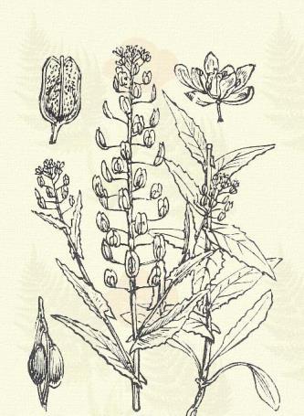 Nehézszagú zsázsa. Lepidium ruderale L. (Büdös rézsuka, mecsekzsázsa. Term. r.: Keresztesek. Cruciferae.) Egyéves. 15 30 cm.